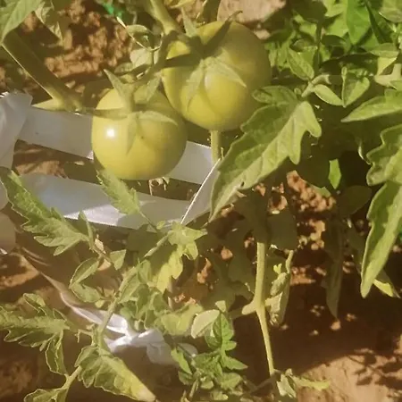 Hotel Benjamin Gumusluk